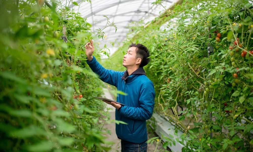 Man checking plants in greenhouse with tablet in hand